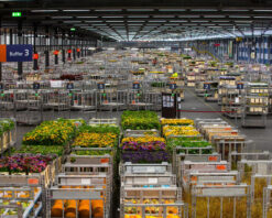 Included Tour Flower Auction and Keukenhof Gardens